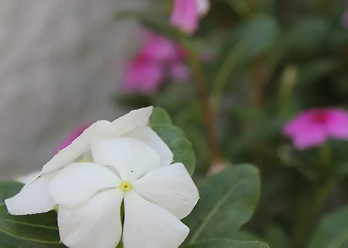 Okyanus Отель 2*